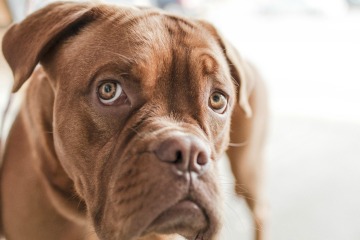 sad dog face